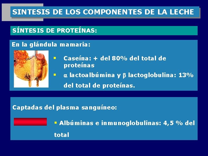 SINTESIS DE LOS COMPONENTES DE LA LECHE SÍNTESIS DE PROTEÍNAS: En la glándula mamaria: