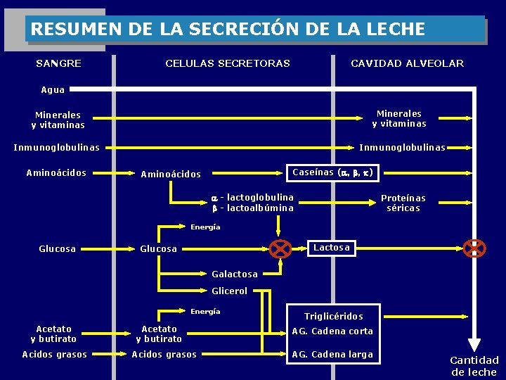 RESUMEN DE LA SECRECIÓN DE LA LECHE SANGRE CELULAS SECRETORAS CAVIDAD ALVEOLAR Agua Minerales