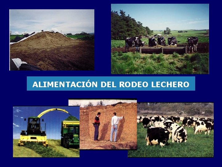 ALIMENTACIÓN DEL RODEO LECHERO 