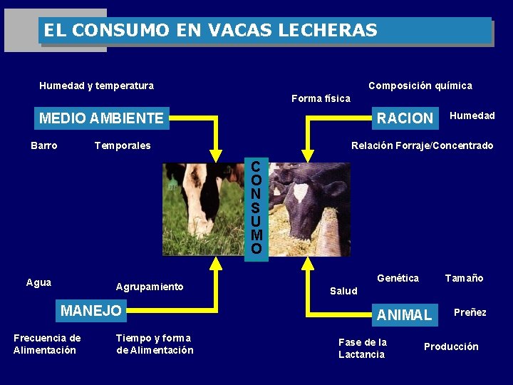 EL CONSUMO EN VACAS LECHERAS Humedad y temperatura Composición química Forma física MEDIO AMBIENTE