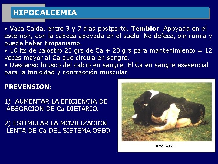 HIPOCALCEMIA • Vaca Caída, entre 3 y 7 días postparto. Temblor. Apoyada en el