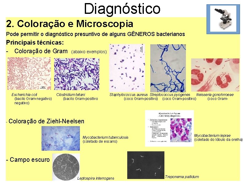 Diagnóstico 2. Coloração e Microscopia Pode permitir o diagnóstico presuntivo de alguns GÊNEROS bacterianos