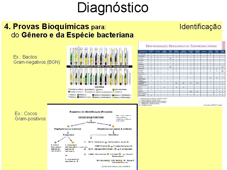 Diagnóstico 4. Provas Bioquímicas para: Identificação do Gênero e da Espécie bacteriana Ex. :