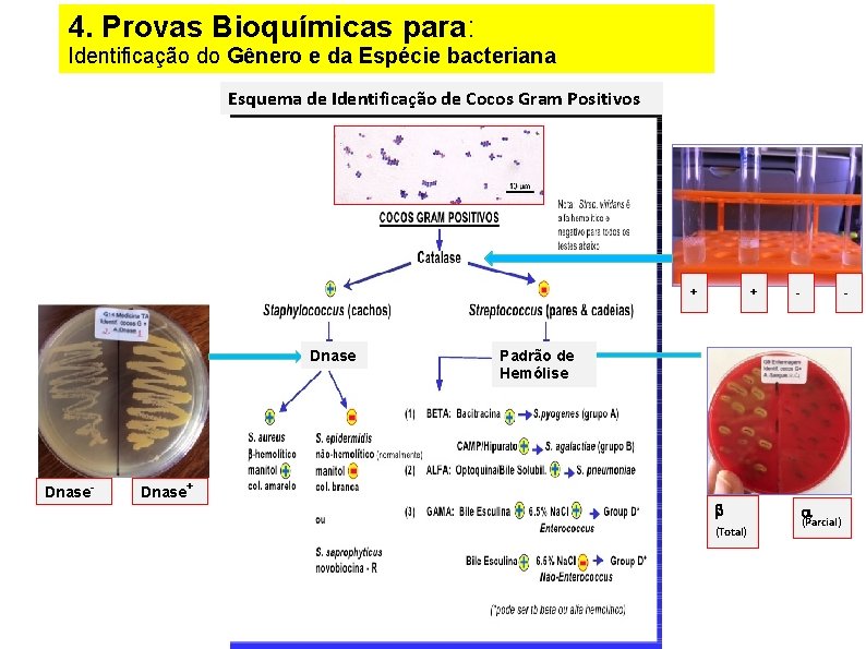 4. Provas Bioquímicas para: Identificação do Gênero e da Espécie bacteriana Esquema de Identificação