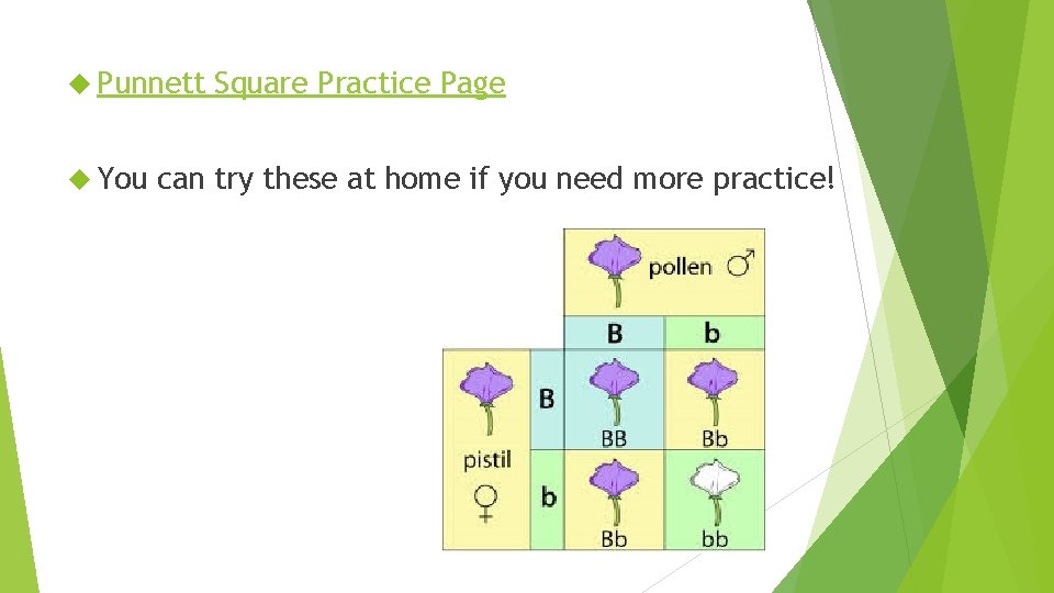  Punnett You Square Practice Page can try these at home if you need