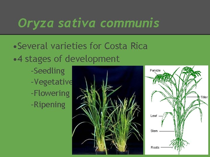 Oryza sativa communis • Several varieties for Costa Rica • 4 stages of development