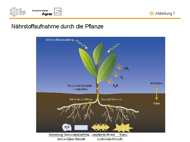 Abbildung 7 Nährstoffaufnahme durch die Pflanze 