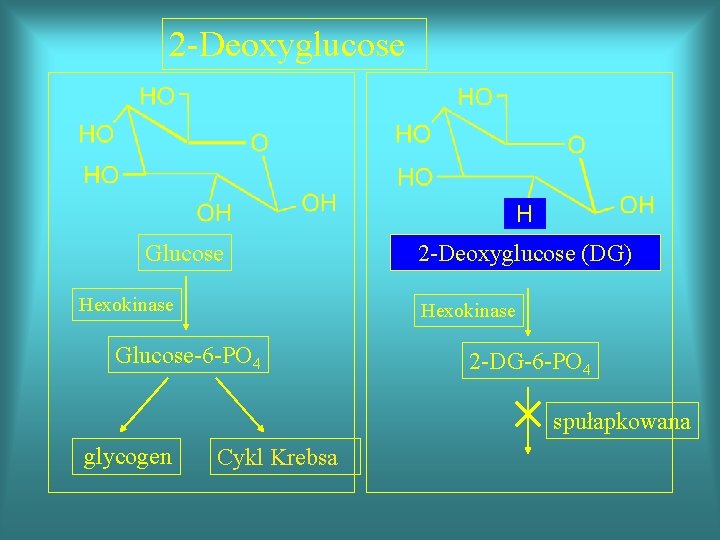 2 -Deoxyglucose H Glucose Hexokinase 2 -Deoxyglucose (DG) Hexokinase Glucose-6 -PO 4 2 -DG-6