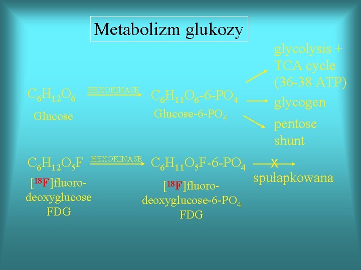 Metabolizm glukozy C 6 H 12 O 6 HEXOKINASE C 6 H 11 O
