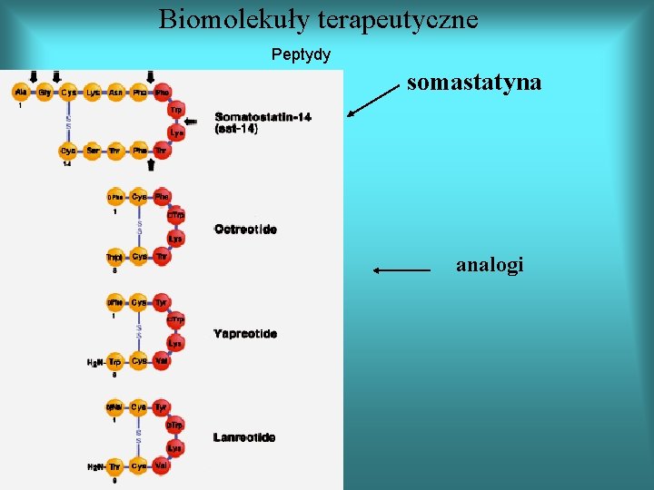Biomolekuły terapeutyczne Peptydy somastatyna analogi 