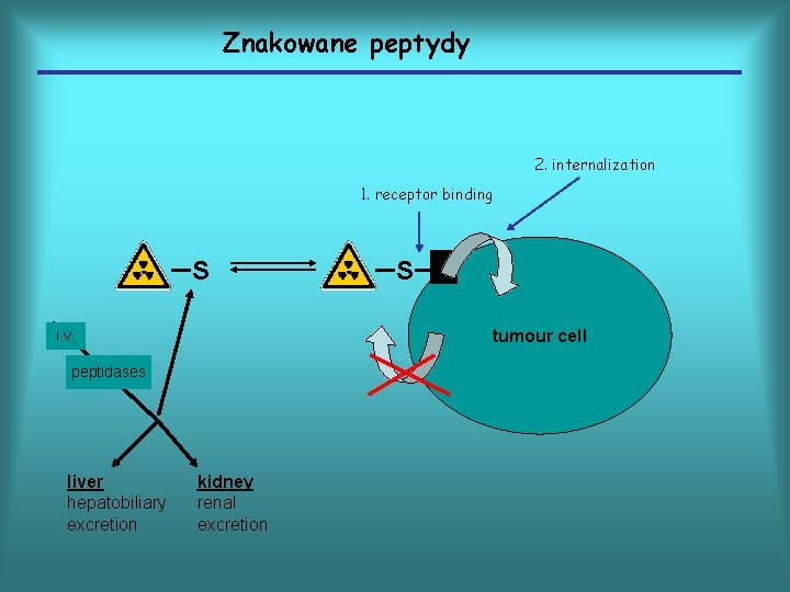 Znakowane peptydy 2. internalization 1. receptor binding S tumour cell i. v. peptidases liver