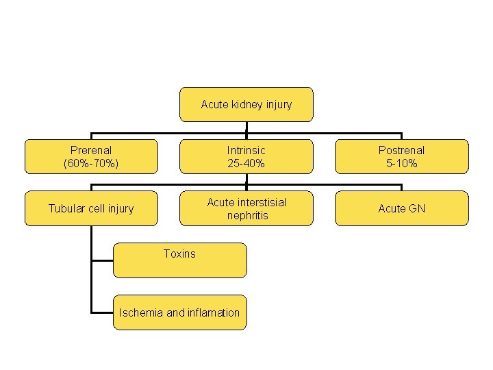  Acute kidney injury Prerenal (60%-70%) Intrinsic 25 -40% Postrenal 5 -10% Acute interstisial