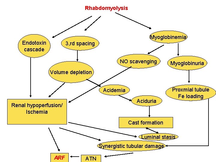 Rhabdomyolysis Myoglobinemia Endotoxin cascade 3, rd spacing NO scavenging Myoglobinuria Volume depletion Acidemia Aciduria