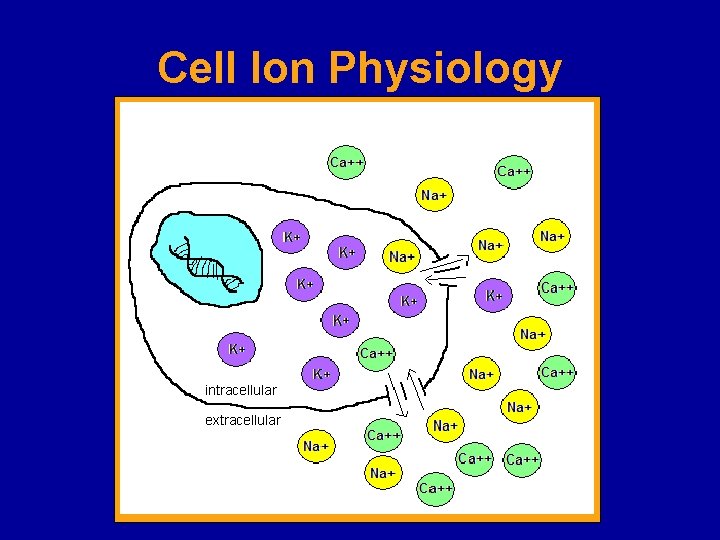 Cell Ion Physiology intracellular extracellular 