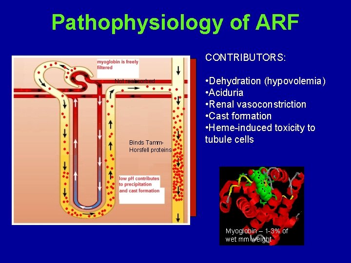 Pathophysiology of ARF CONTRIBUTORS: Not reabsorbed Binds Tamm. Horsfell proteins • Dehydration (hypovolemia) •