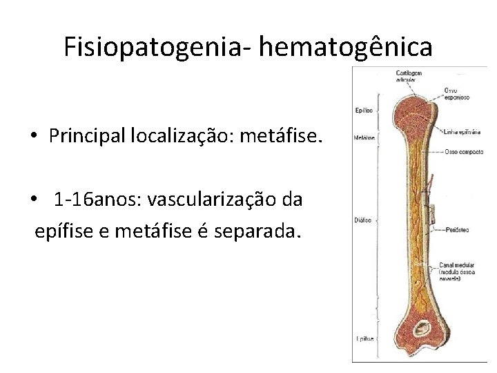 Fisiopatogenia- hematogênica • Principal localização: metáfise. • 1 -16 anos: vascularização da epífise e