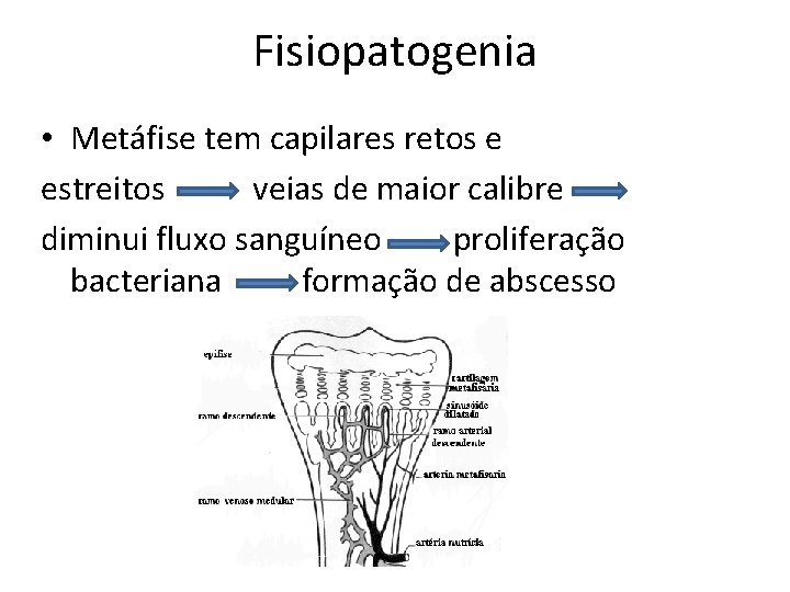 Fisiopatogenia • Metáfise tem capilares retos e estreitos veias de maior calibre diminui fluxo