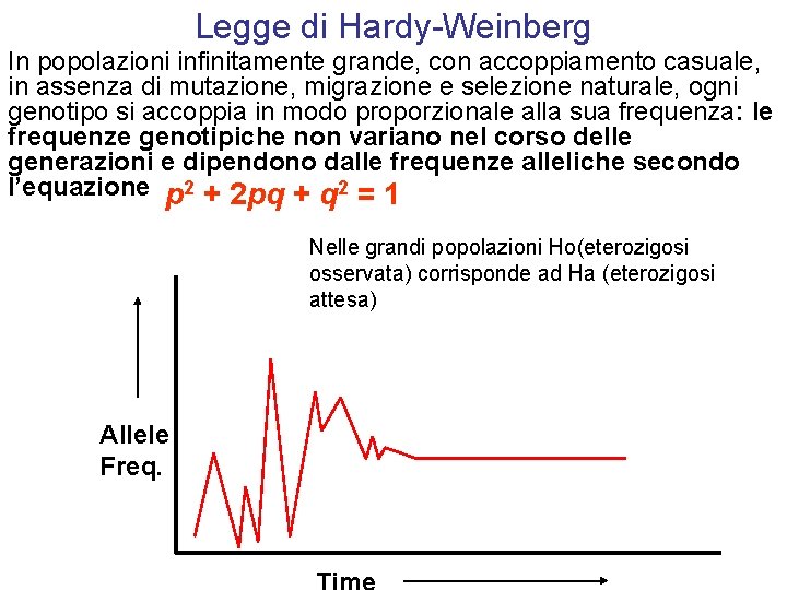 Legge di Hardy-Weinberg In popolazioni infinitamente grande, con accoppiamento casuale, in assenza di mutazione,