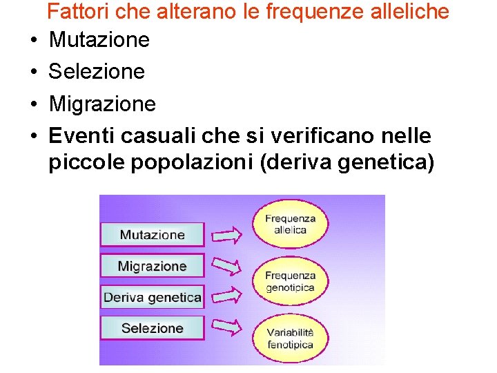  • • Fattori che alterano le frequenze alleliche Mutazione Selezione Migrazione Eventi casuali