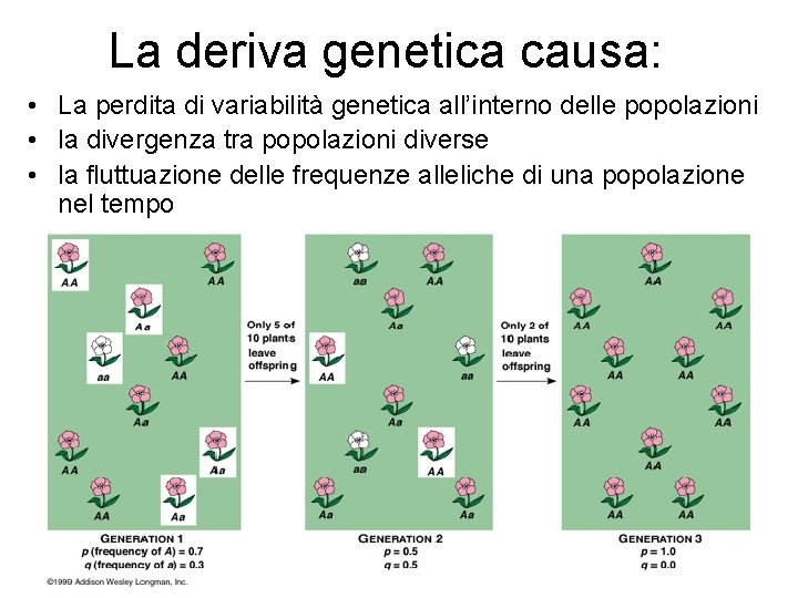 La deriva genetica causa: • La perdita di variabilità genetica all’interno delle popolazioni •
