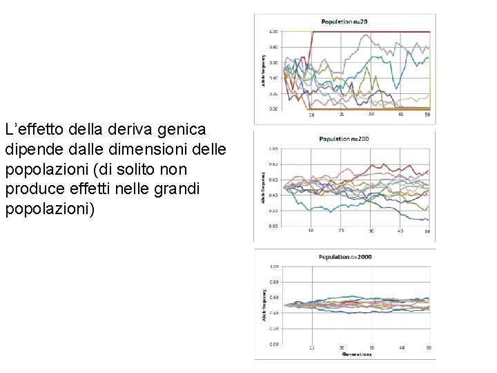 L’effetto della deriva genica dipende dalle dimensioni delle popolazioni (di solito non produce effetti