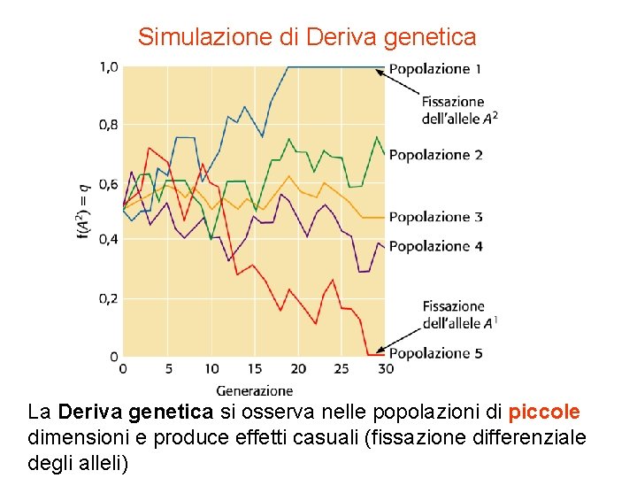 Simulazione di Deriva genetica La Deriva genetica si osserva nelle popolazioni di piccole dimensioni