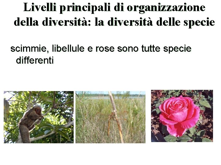 Livelli principali di organizzazione della diversità: la diversità delle specie scimmie, libellule e rose