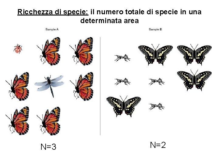 Ricchezza di specie: il numero totale di specie in una determinata area N=3 N=2