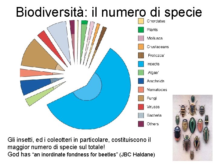 Biodiversità: il numero di specie Gli insetti, ed i coleotteri in particolare, costituiscono il