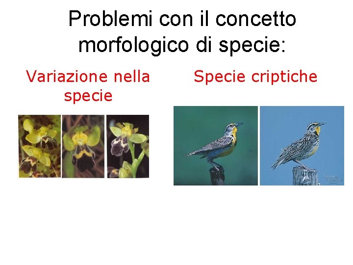 Problemi con il concetto morfologico di specie: Variazione nella specie Specie criptiche 