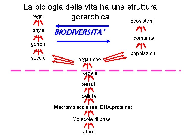 La biologia della vita ha una struttura regni gerarchica ecosistemi phyla BIODIVERSITA’ comunità generi