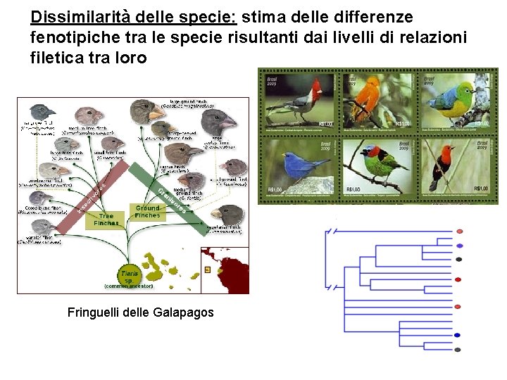 Dissimilarità delle specie: stima delle differenze fenotipiche tra le specie risultanti dai livelli di