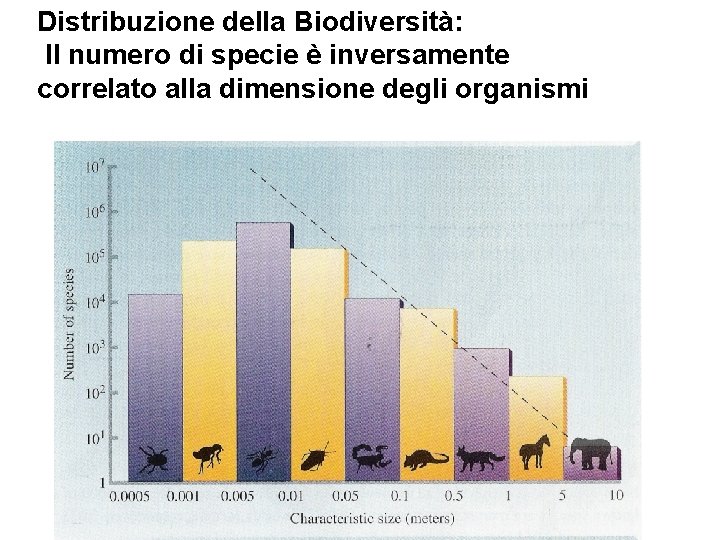 Distribuzione della Biodiversità: Il numero di specie è inversamente correlato alla dimensione degli organismi