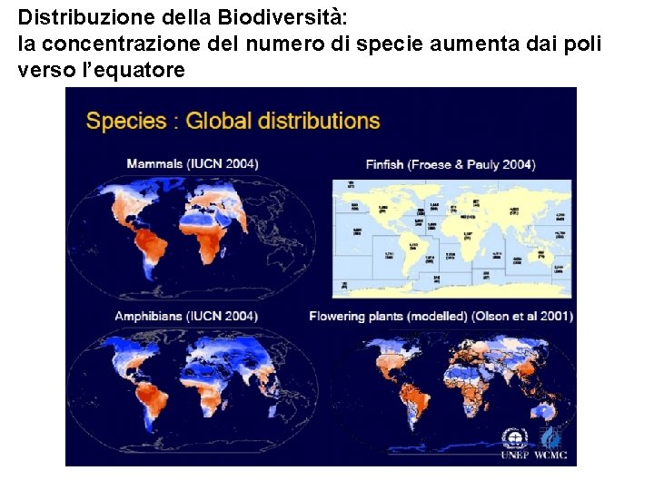 Distribuzione della Biodiversità: la concentrazione del numero di specie aumenta dai poli verso l’equatore