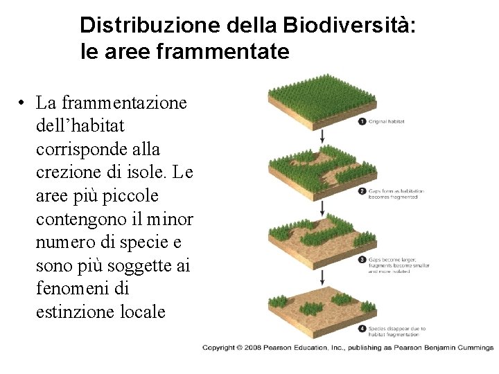 Distribuzione della Biodiversità: le aree frammentate • La frammentazione dell’habitat corrisponde alla crezione di