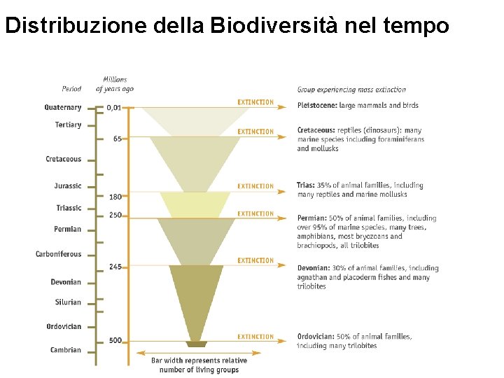 Distribuzione della Biodiversità nel tempo 24 March 2009 Biodiversity. ppt 