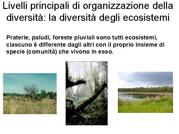 Livelli principali di organizzazione della diversità: la diversità degli ecosistemi Praterie, paludi, foreste pluviali