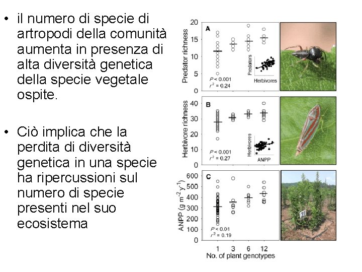  • il numero di specie di artropodi della comunità aumenta in presenza di