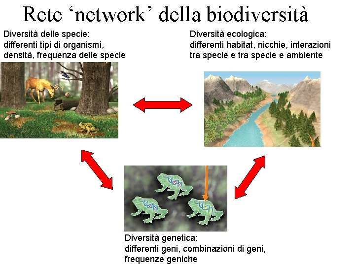 Rete ‘network’ della biodiversità Diversità delle specie: differenti tipi di organismi, densità, frequenza delle