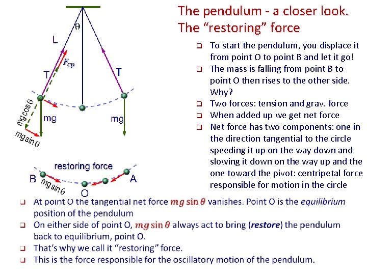 The pendulum - a closer look. The “restoring” force q q q To start