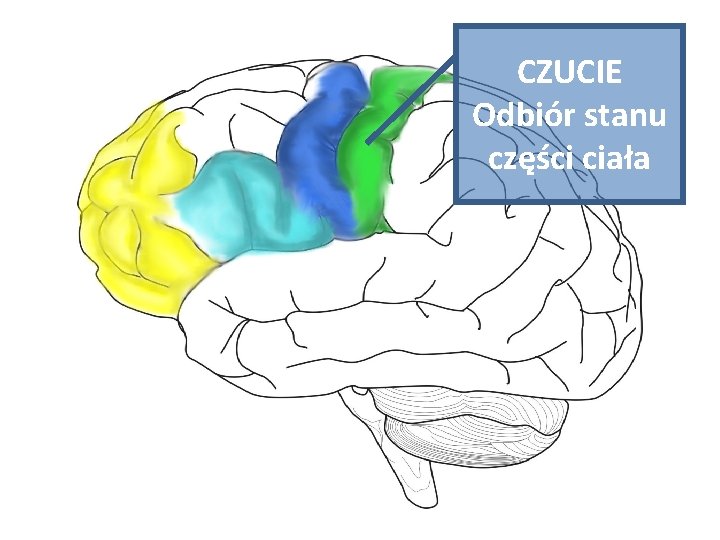 CZUCIE Odbiór stanu części ciała 