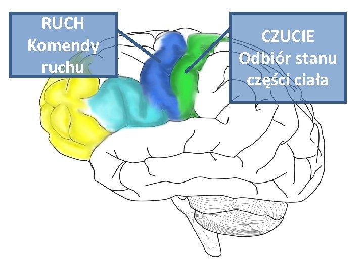 RUCH Komendy ruchu CZUCIE Odbiór stanu części ciała 