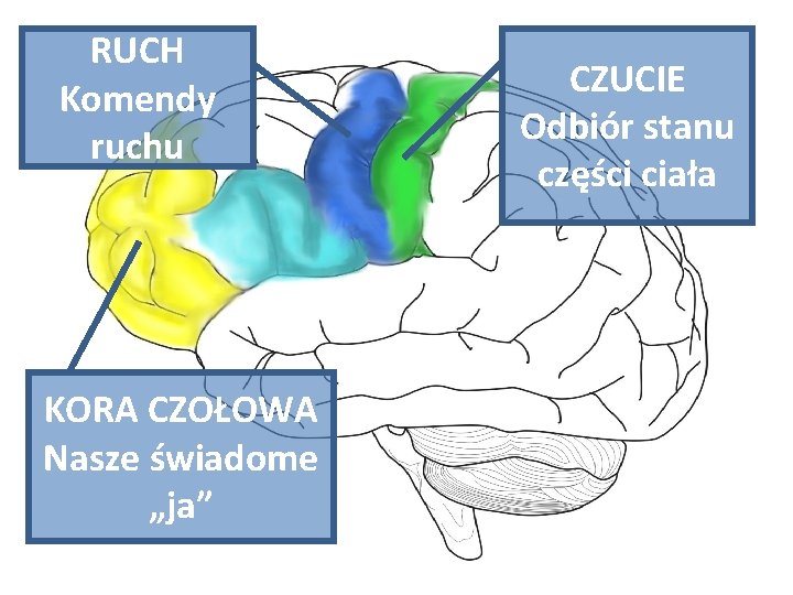 RUCH Komendy ruchu KORA CZOŁOWA Nasze świadome „ja” CZUCIE Odbiór stanu części ciała 