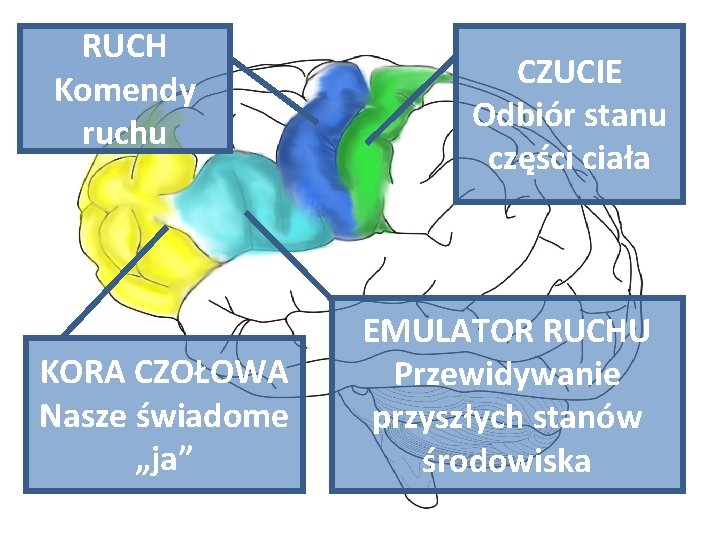 RUCH Komendy ruchu KORA CZOŁOWA Nasze świadome „ja” CZUCIE Odbiór stanu części ciała EMULATOR