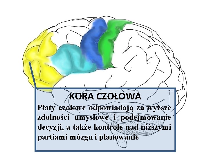 KORA CZOŁOWA Płaty czołowe odpowiadają za wyższe zdolności umysłowe i podejmowanie decyzji, a także