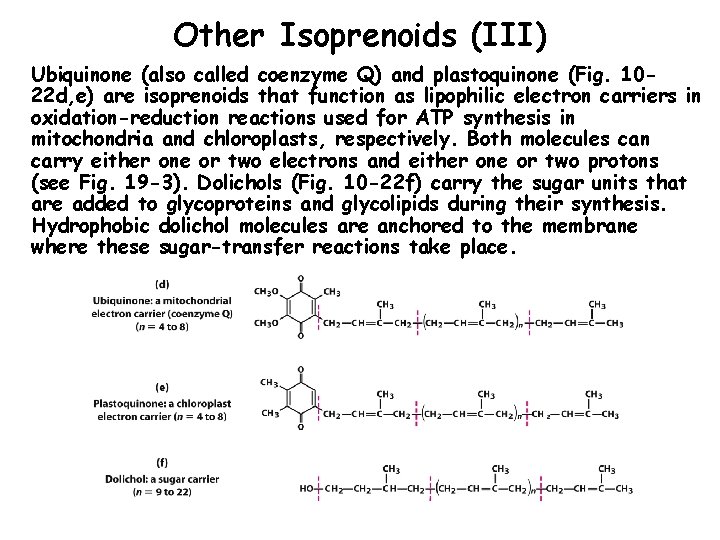 Other Isoprenoids (III) Ubiquinone (also called coenzyme Q) and plastoquinone (Fig. 1022 d, e)