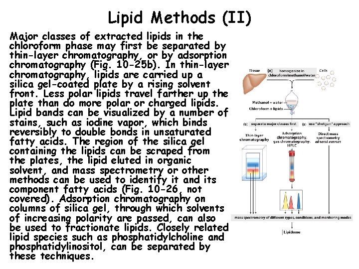 Lipid Methods (II) Major classes of extracted lipids in the chloroform phase may first
