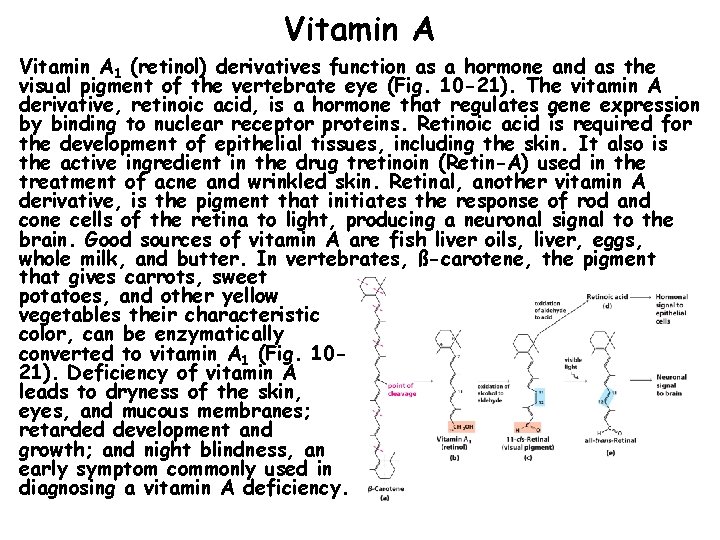 Vitamin A 1 (retinol) derivatives function as a hormone and as the visual pigment