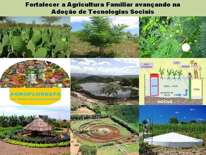 Fortalecer a Agricultura Familiar avançando na Adoção de Tecnologias Sociais - 