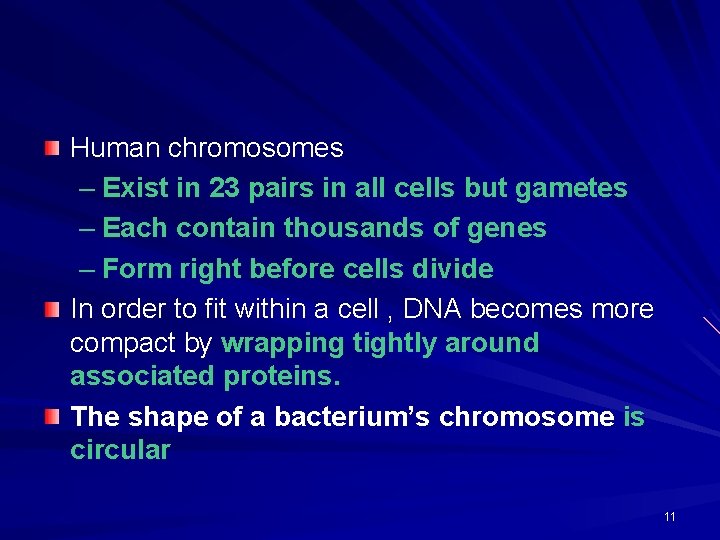 Human chromosomes – Exist in 23 pairs in all cells but gametes – Each